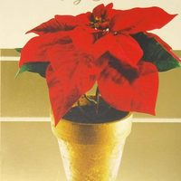 Rosedale General Christmas Greeting Cards/Envelopes - 5-1/2" x 8" - Red Flower - 12 Pack-Card shop quality greeting cards