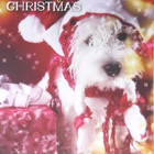 Mill Brook Studio - Cartes de souhaits Noël / Enveloppes - 5-3/8 po x 7-3/4 po - Chien de Noël - Paquet de 18-Cartes de souhaits qualité boutique